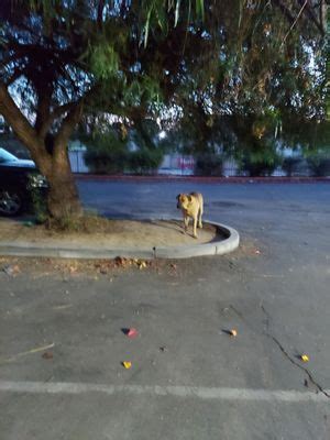 City of Bakersfield Animal Care Center, 201 S Mount Vernon Ave .